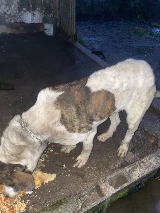 Cao muito meigo doar