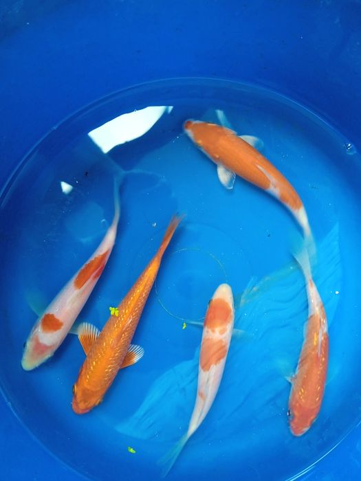 Carpa koi 15 a 17 cm
