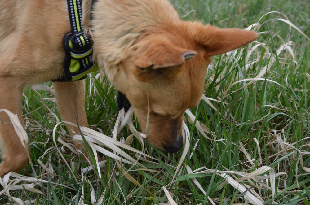 Precelek ze schroniska poleca się do adopcji
