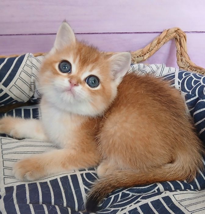 Кошенята золотої шиншили
