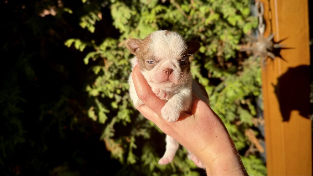 Chihuahua PIESEK xxs biało-czekoladowy