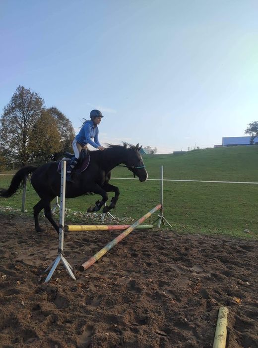 Sprzedam klacz 165cm