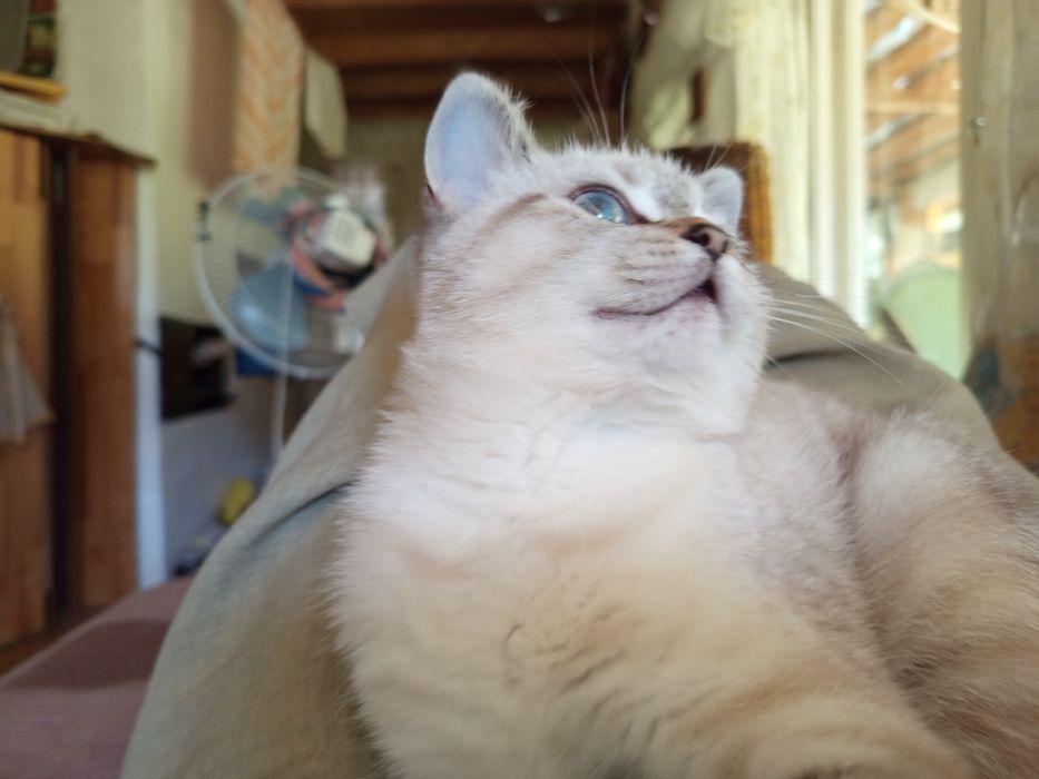 Шотландские котята,Шотландські кошенята, шотландские котята
