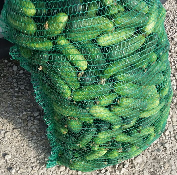 Ogórki octopus .