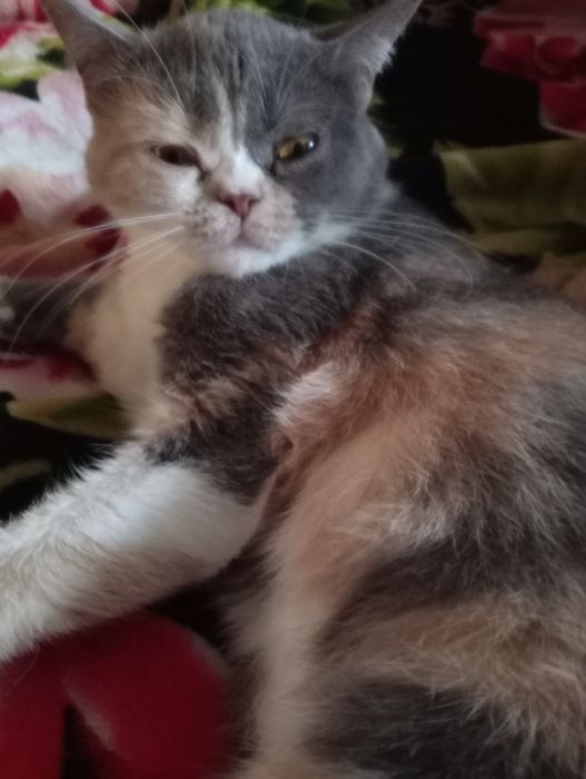 Британская кошечка