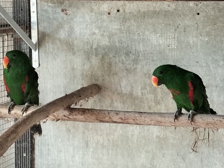 Papagaios  machos ecletus prontos a criar