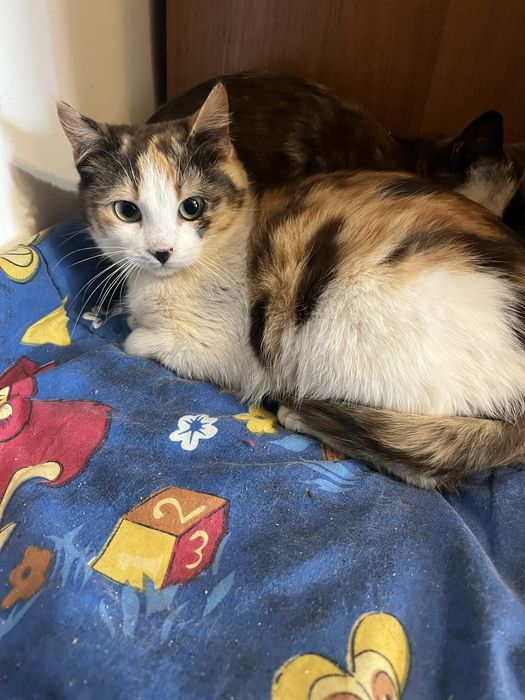 Котенок 4,5 мес девочка