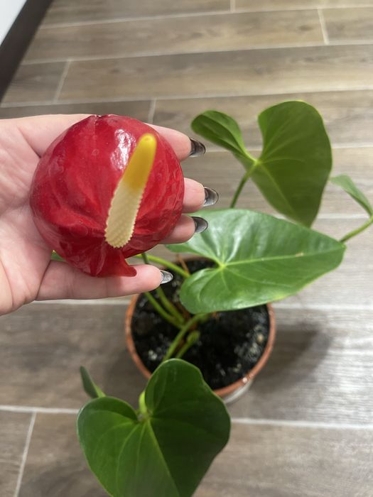 Адаптований  домашній дуже гарний