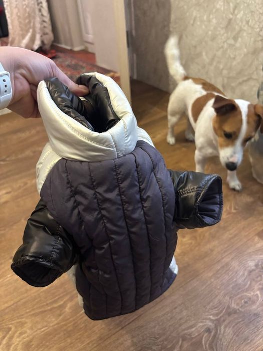 Одежда для собак