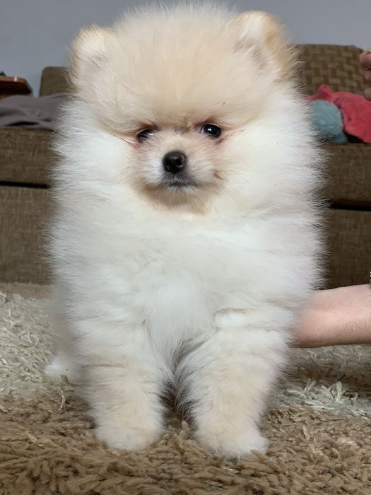 Супер мини мишки