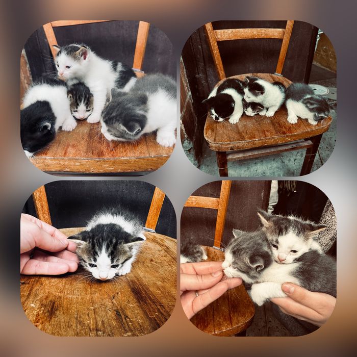 Віддамо безкоштовно котикика
