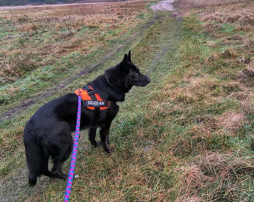 Murin - idealny pies w typie czarnego owczarka niemieckiego