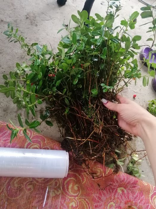 Брусниця, чорниця, верес саджанці