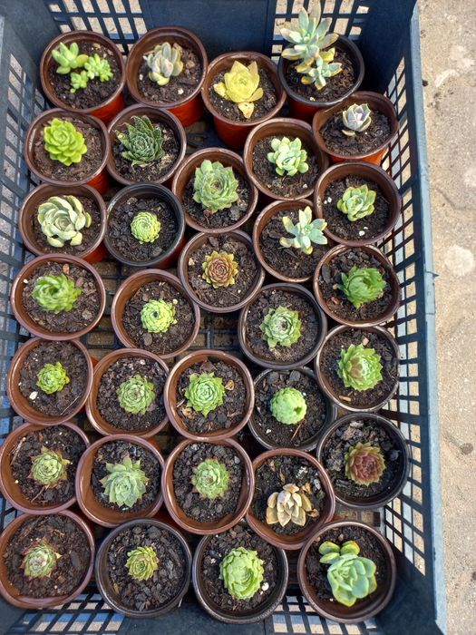 Suculentas "mini"