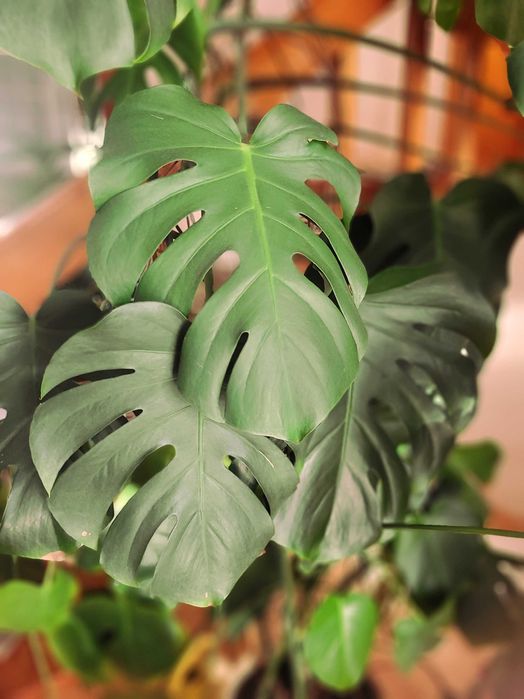 Kwiat Monstera Deliciosa Gigant ponad 2m, rzadki egzemplarz, piękna