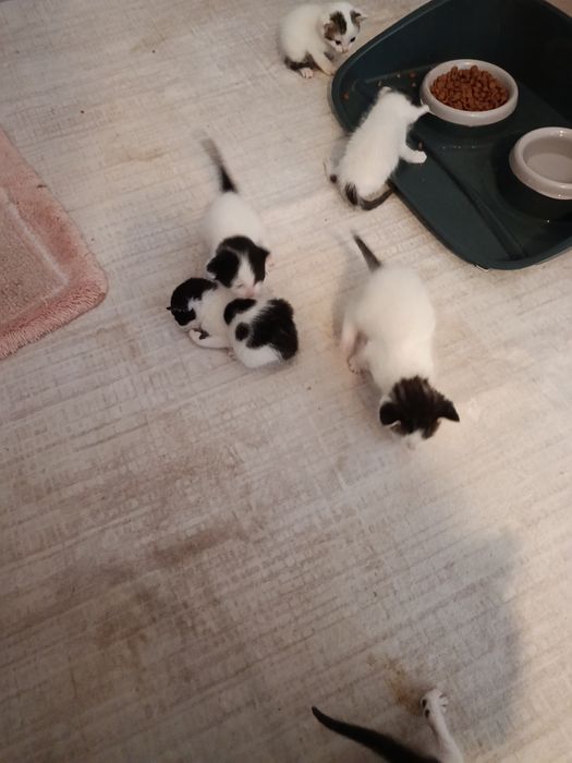 Gatinhos para Adopção