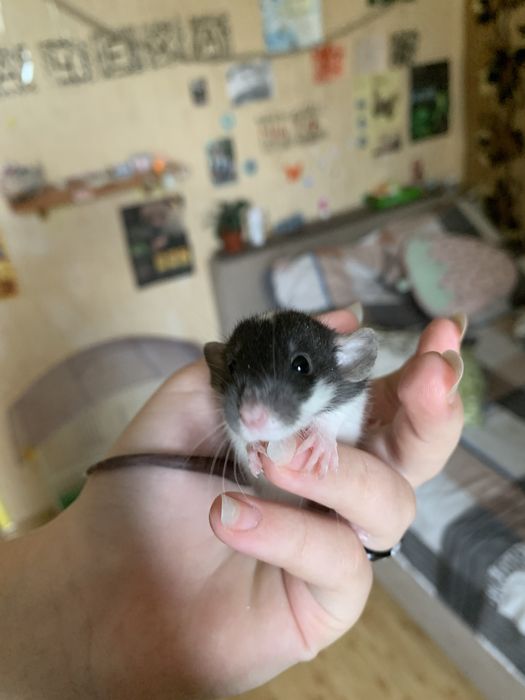 Крысы Дамбо / крысята