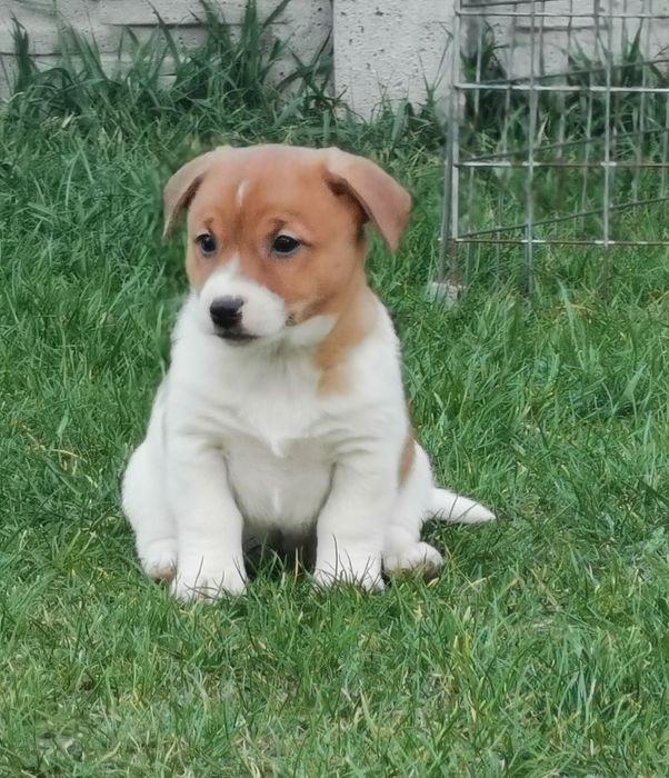 Jack russell Terrier piesek