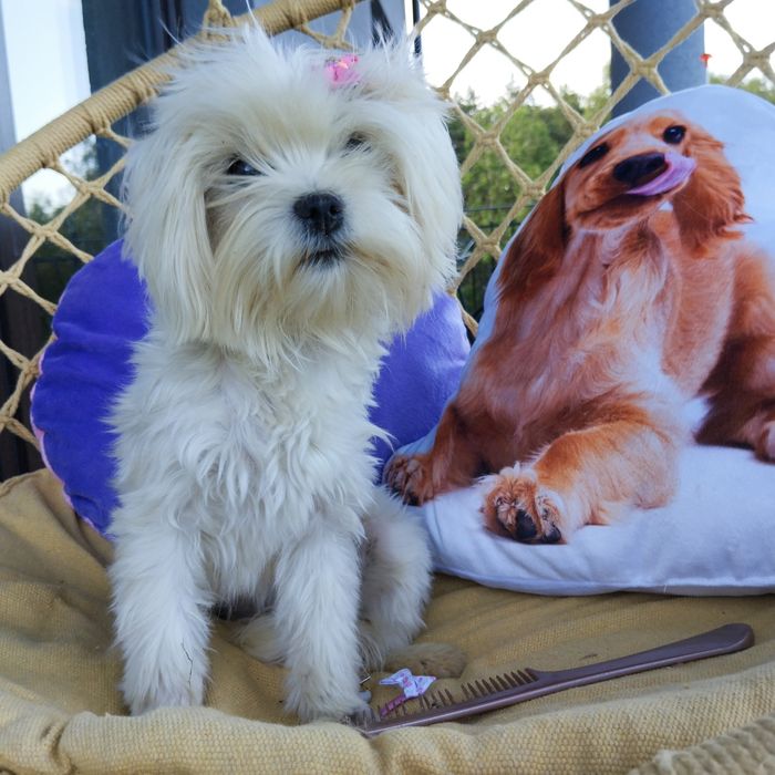 Suczka Maltipoo f1 z Rodowodem