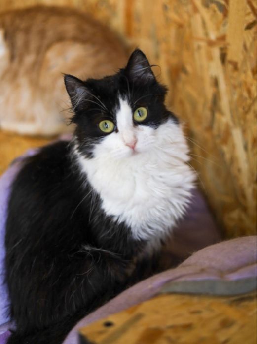 Красавица Ася, 1,5 года, кошка, кот, котенок