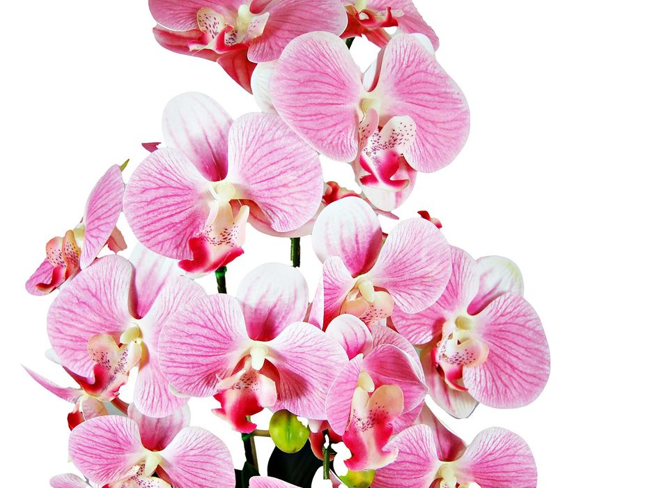 Kwiaty Dla Babci Najlepszy Prezent Storczyk Silikon Wysyłka Magnolit