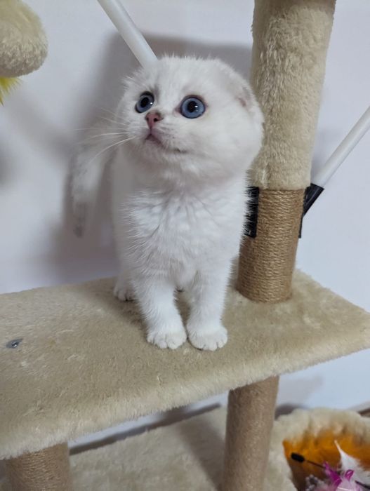 Шотландские котята серебристые шиншиллы фолдики