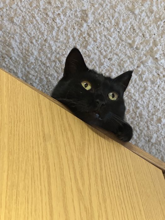 Gata preta meiguinha