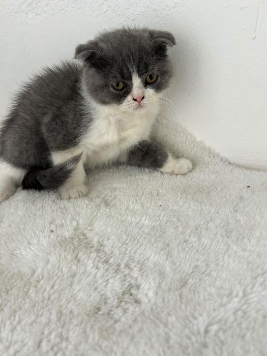 Scottish fold sublime