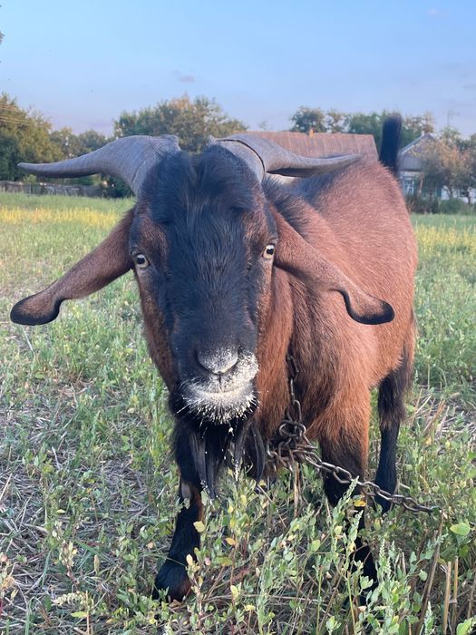 Нубійськой породи Цап