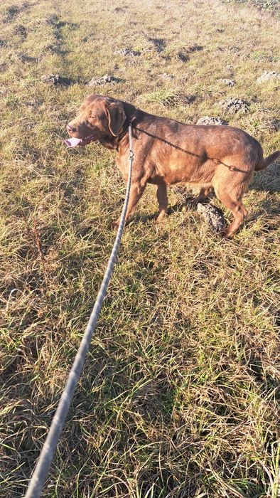 Labrador Retriever Czekoladowy sunia