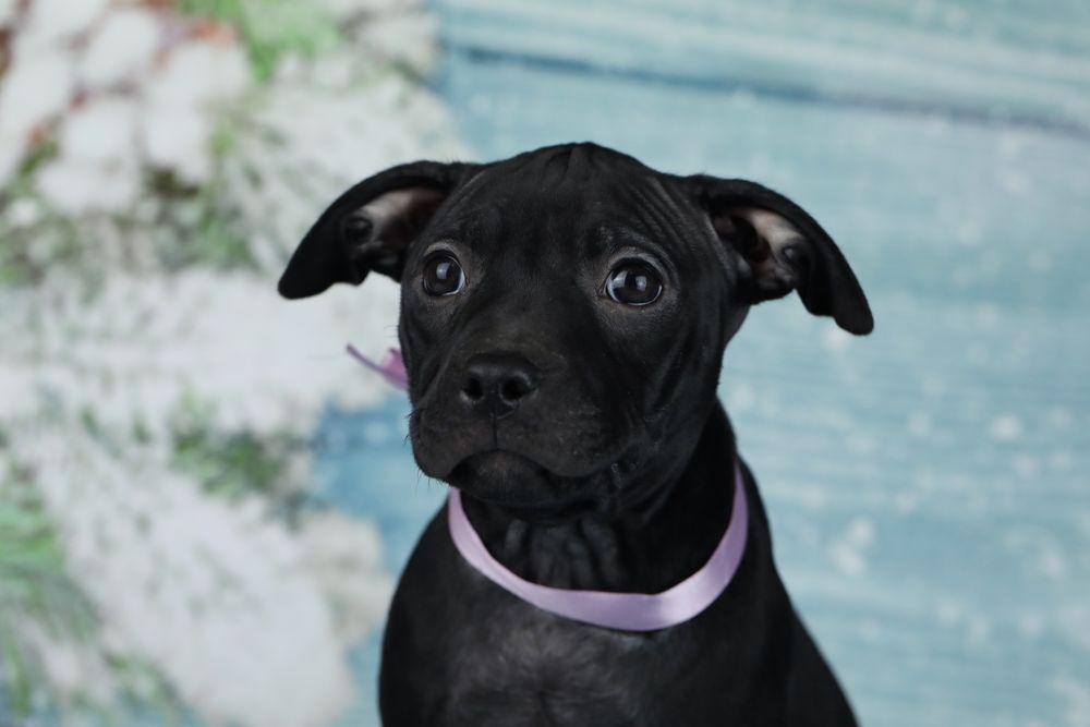 Чорна красуня Пітбуля.Амереканський Пітбультер'єр.Піт