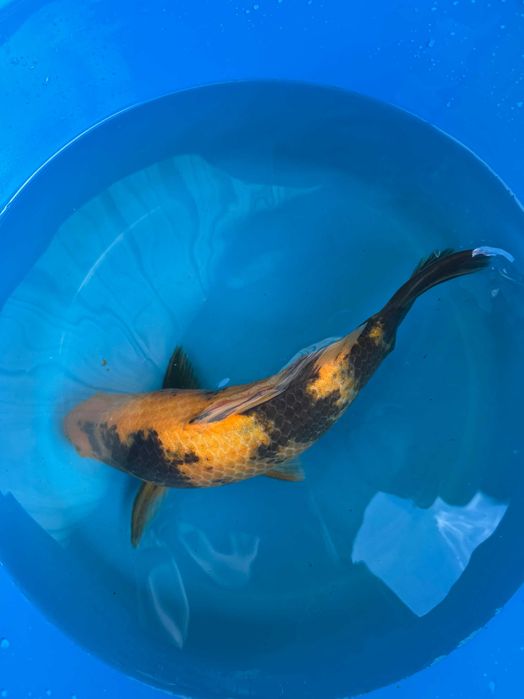 Carpa Koi KI UTSURI 32cm Japonesa