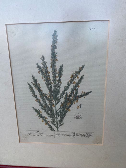 4 quadros de plantas