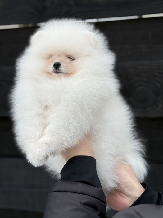 Хлопчик померанського шпіца