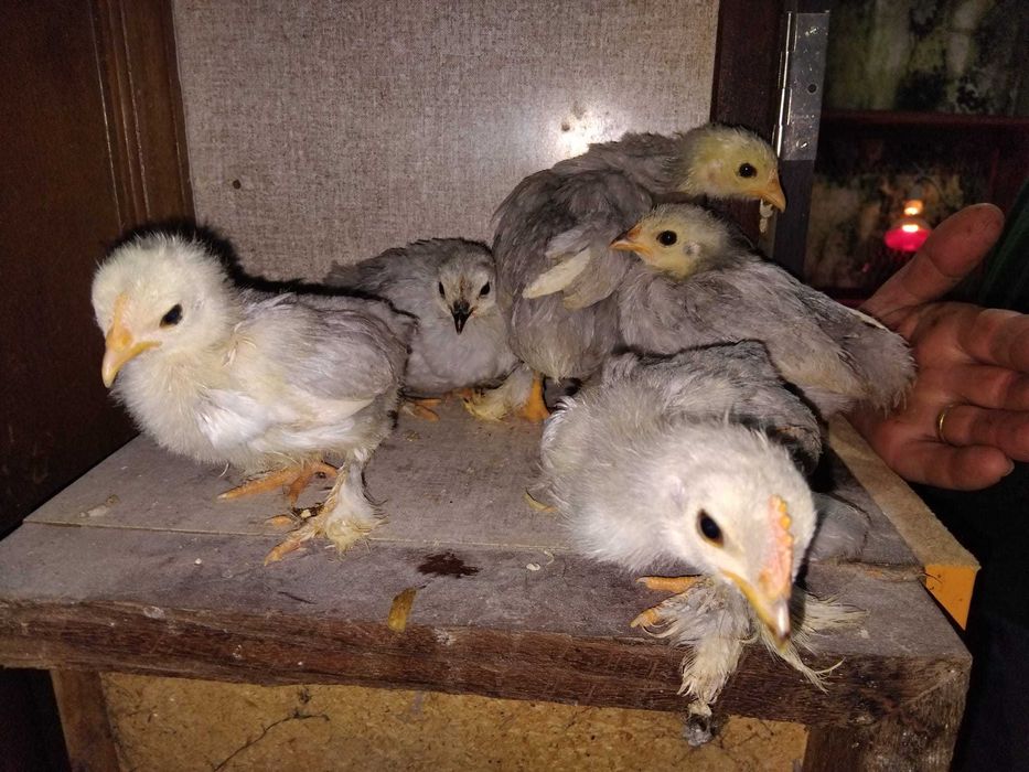 Pekins Lavanda Pintos