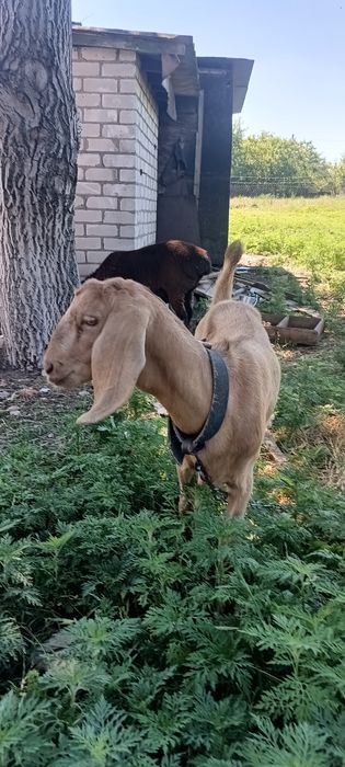 Продаю козу дойную, англо -нубийска