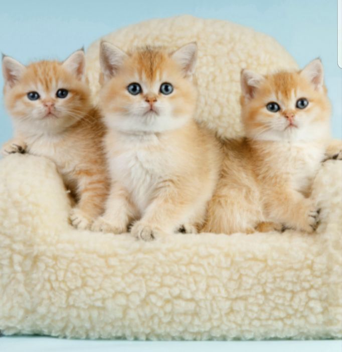 Котята золотая шиншилла