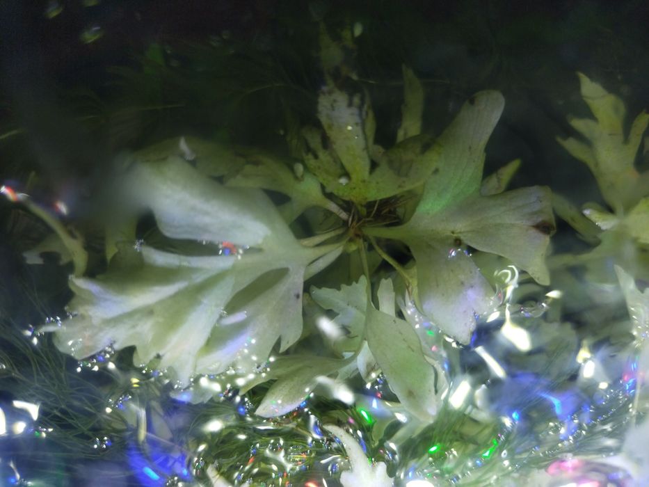 Аквариумные растения Наяс, Роголистник, Индийская капуста