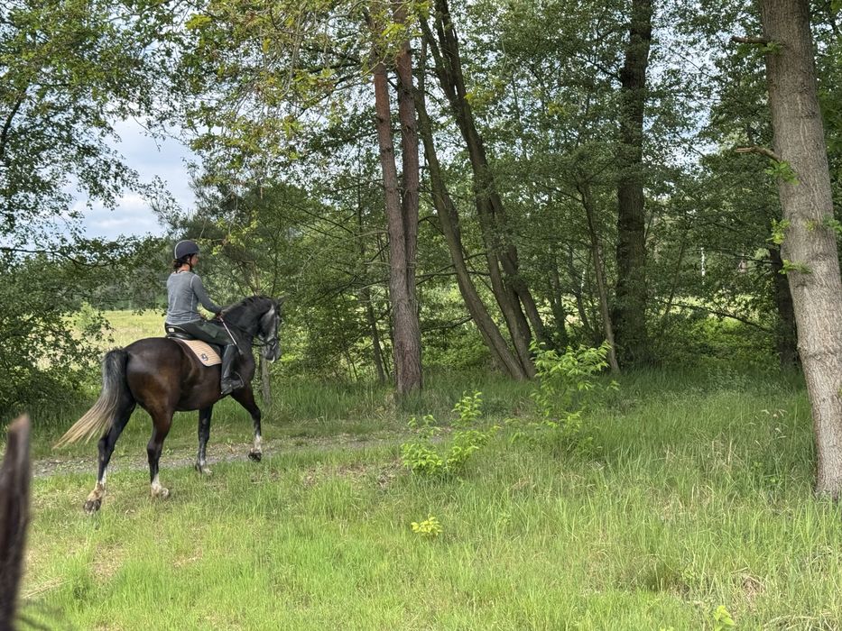 Wysoka, ramowa klacz PKS ur.2019