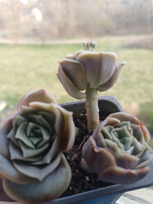 Сукуленти різні види