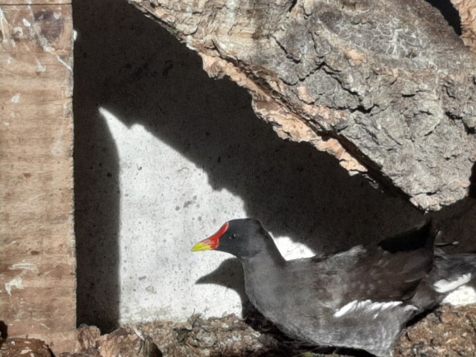 Galinhas de água (gallinula chloropus).