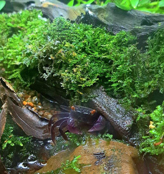 Краб Вампір Денерлі (фіолетовий)- власного розведення.