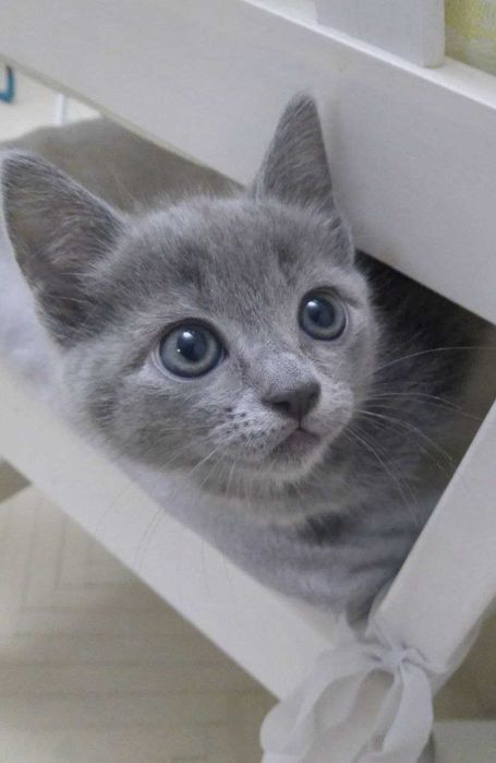 Кошеня російської блакитної породи (10 тижнів, 17.10.2025)