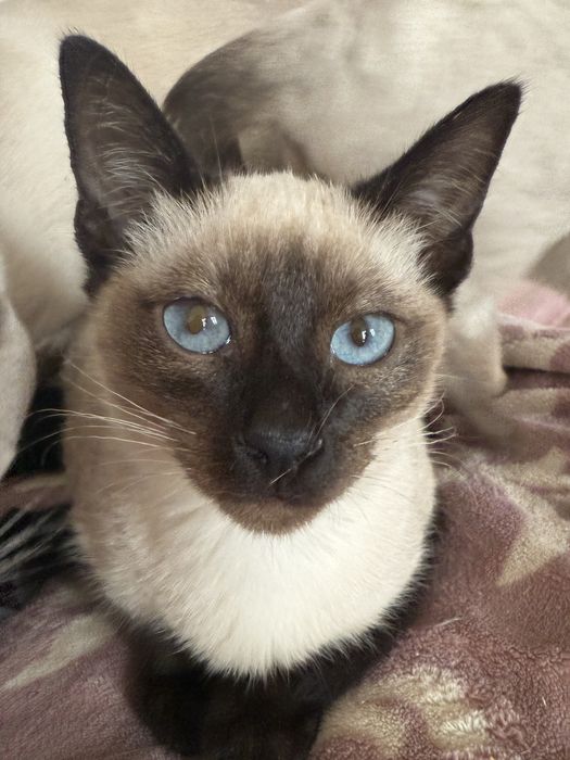 Kotka balijska doskonała dla alergika , do felinoterapii