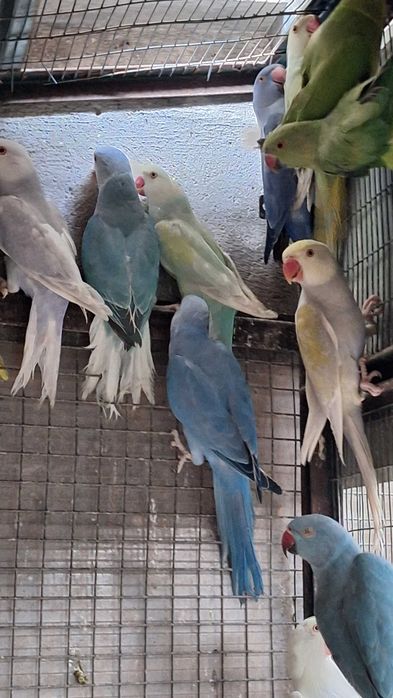 Várias mutações de ring necks 2026. Desde 80 euros