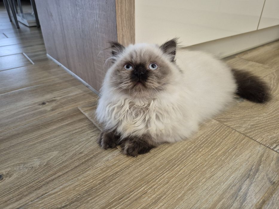 Ostatni Kot brytyjski kotka  point czekoladowy długowłosy