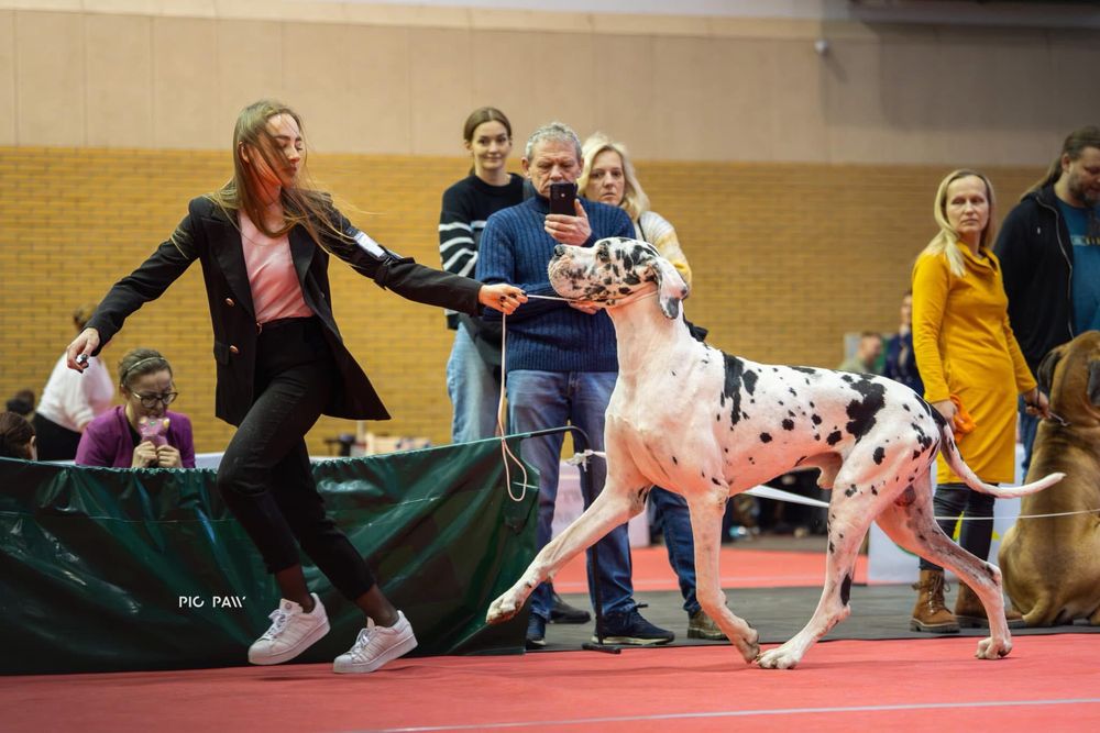 Dog niemiecki arlekin - dorosly samiec FCI/ ZKwP