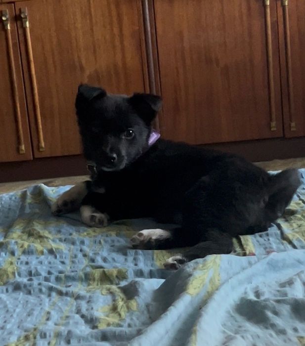 Цуценя дівчинка