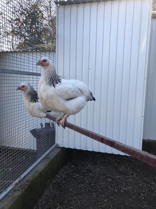 Rhode Island Red e Sussex light