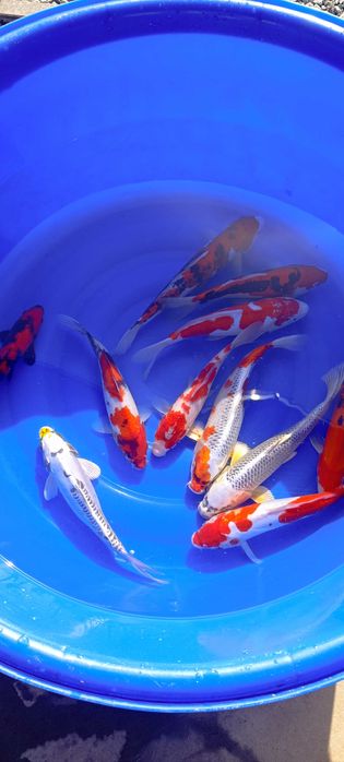 Karp koi oczko wodne ryby ozdobne